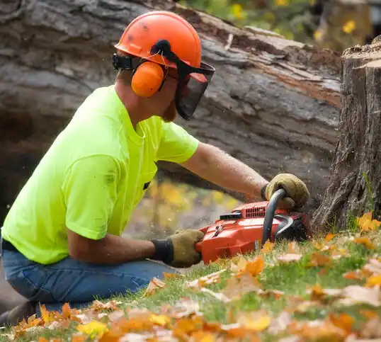 tree services Wesley Hills